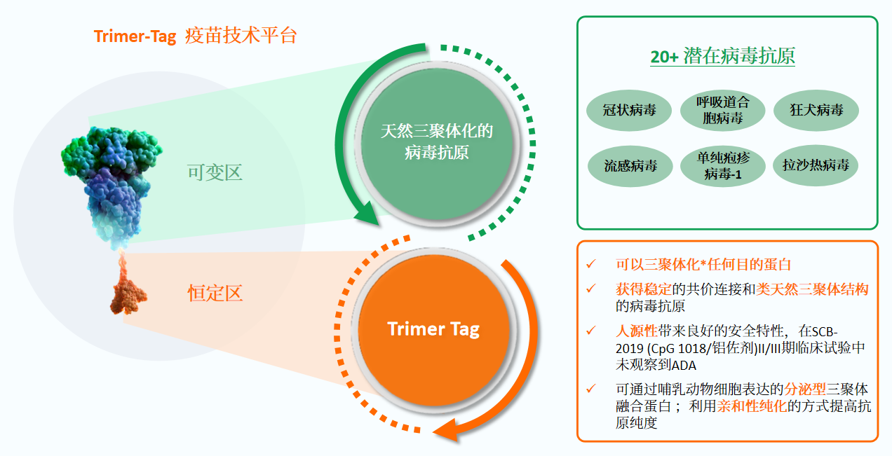 Trimer-Tag 的靶点和功能